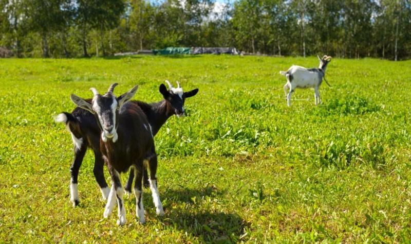 Gospodarstwo Agroturystyczne Jacwing Villa Giby Eksteriør billede
